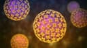 Hantavirus pandemic in 2026?